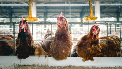 Modern poultry farm with brown laying hens inside cage system under natural sunlight. Commercial chicken farming and egg production industry in rural agricultural environment. © Ircaads