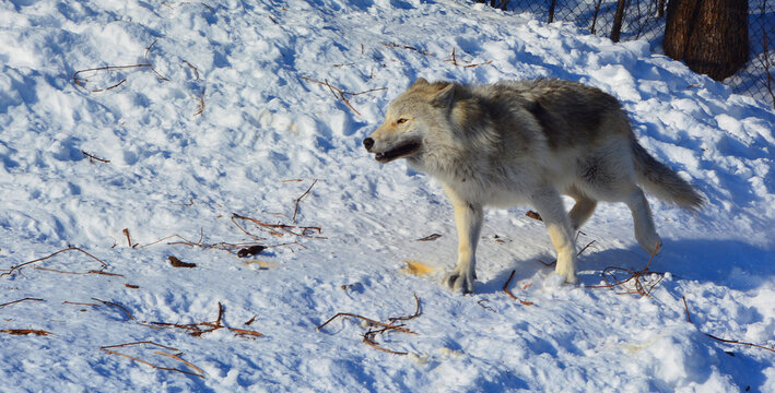 Gray or grey wolf, also timber or western wolf is a canine native to the wilderness and remote areas of Eurasia and North America. It is the largest extant member of its family