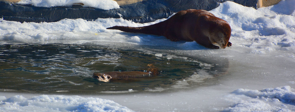 Otters are carnivorous mammals in the subfamily Lutrinae. The 13 extant otter species are all semiaquatic, aquatic or marine, with diets based on fish and invertebrates. 