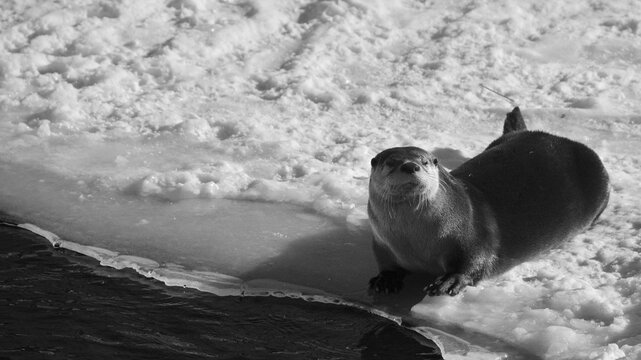 Otters are carnivorous mammals in the subfamily Lutrinae. The 13 extant otter species are all semiaquatic, aquatic or marine, with diets based on fish and invertebrates. 