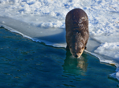 Otters are carnivorous mammals in the subfamily Lutrinae. The 13 extant otter species are all semiaquatic, aquatic or marine, with diets based on fish and invertebrates. 