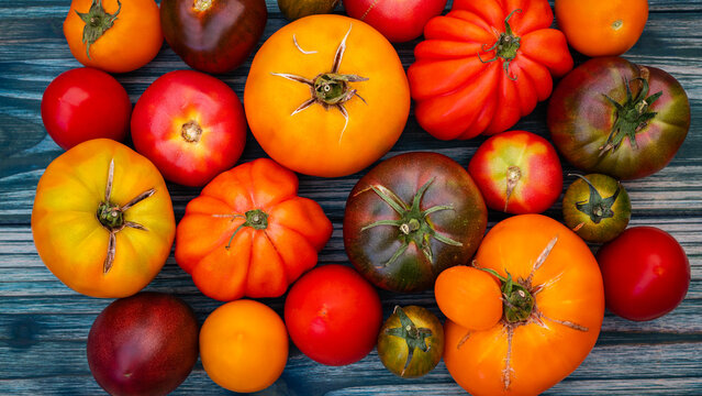 Colorful variety of tomatoes gathered on wooden surface during harvest season