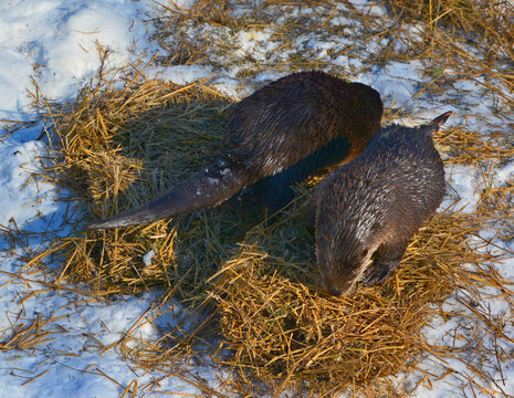 Otters are carnivorous mammals in the subfamily Lutrinae. The 13 extant otter species are all semiaquatic, aquatic or marine, with diets based on fish and invertebrates. 