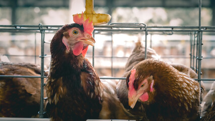 Modern poultry farm with brown laying hens inside cage system under natural sunlight. Commercial chicken farming and egg production industry in rural agricultural environment. © Ircaads