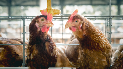 Modern poultry farm with brown laying hens inside cage system under natural sunlight. Commercial chicken farming and egg production industry in rural agricultural environment. © Ircaads