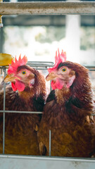 Modern poultry farm with brown laying hens inside cage system under natural sunlight. Commercial chicken farming and egg production industry in rural agricultural environment. © Ircaads