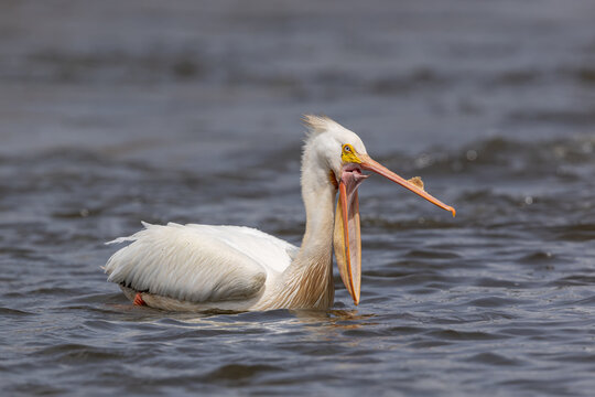 American White Pelican Gular Pouch Stretching with Throat and Pouch Display
