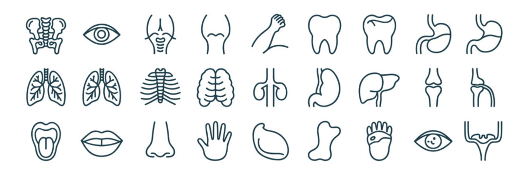 Collection of human anatomy in dark blue outline style human body medical health organ