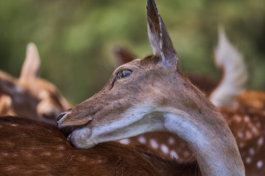 deer head close up