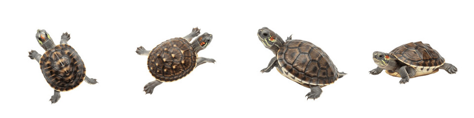 Fototapeta premium Red-Eared Slider Turtle Set Isolated on White Background, Small Aquatic Turtles in Various Poses, Reptile Photography for Education, Biology, and Aquatic Pet Design, High-Quality Cutout PNG Images