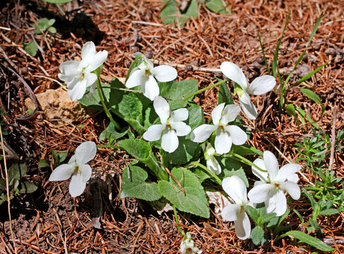 cespo di violette a fiore bianco (Viola alba)