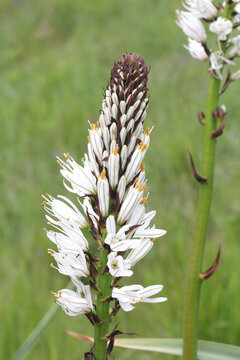 stelo fiorito di asfodelo montano (Asphodelus albus)