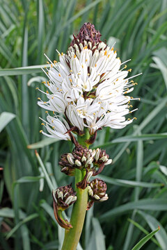 stelo fiorito di asfodelo montano (Asphodelus albus)