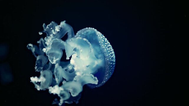Glowing sea jelly drifting in dark ocean water with graceful motion, relaxing 4K footage.