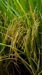 Fototapeta premium Green rice plants growing in tropical rice field with natural sunlight and fresh agricultural landscape in countryside environment.