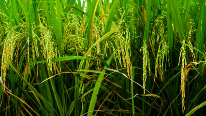 Fototapeta premium Green rice plants growing in tropical rice field with natural sunlight and fresh agricultural landscape in countryside environment.