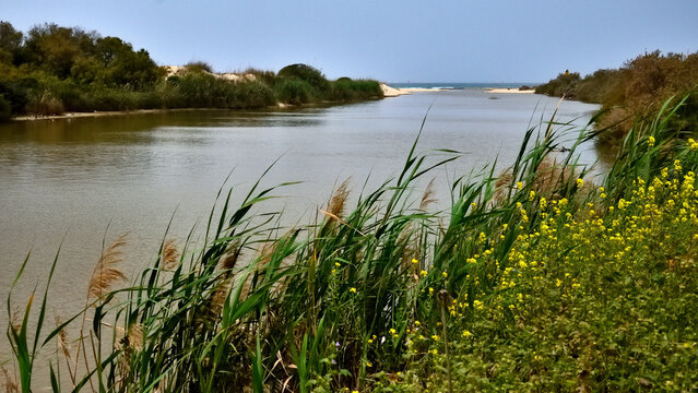 Atmospheric landscape of Nahal Alexander river estuary with reed thickets and yellow mustard wildflowers in foreground and Mediterranean Sea on horizon Beit Yanai nature reserve Israel