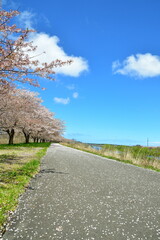 Fototapeta premium 加治川堤防に続く桜並木の遊歩道（新潟県新発田市）