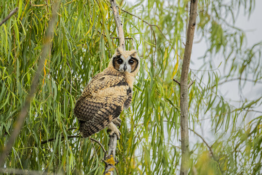 B&uacute;ho juvenil perchado