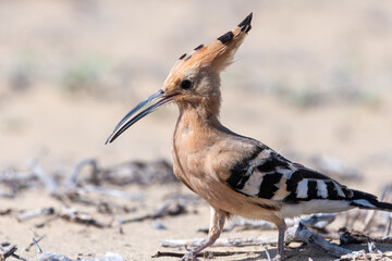 Close up of a common hoopoe (upupa epops) on a sand dune © tom