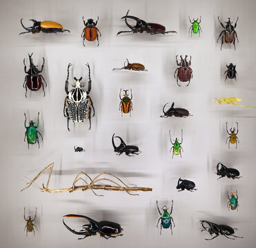 Exposition of variety of dead butterflies and bugs on board under glass