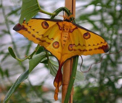 The comet moth or Madagascan moon moth (Argema mittrei) is a moth native to the rain forests of Madagascar.