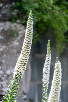 Pride of Tenerife (echium simplex) flowers in bloom