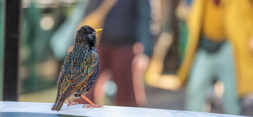 Naklejka premium A bird is on a bench in a park in London. People are nearby, enjoying the warm weather. The bird looks relaxed and curious as it watches the activity around it.