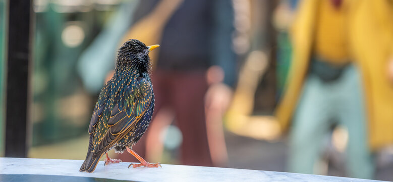 A bird is on a bench in a park in London. People are nearby, enjoying the warm weather. The bird looks relaxed and curious as it watches the activity around it.