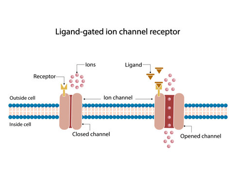 Ligand gated ion channel receptors. Mechanism for the transport of ions. Cell membrane receptors for ligands bind. Top view of ion channel opened channel closed channel.