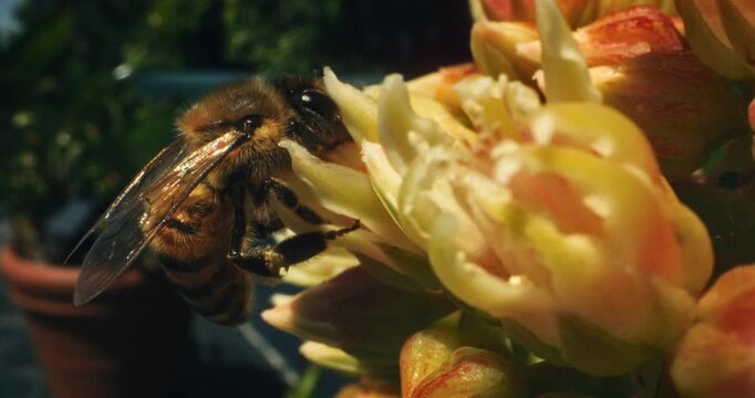 Bumblebee collecting pollen from yellow flower - super slow motion closeup