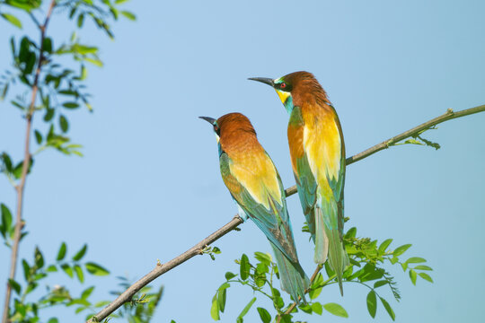 Aerial view of two colorful European bee-eaters perched on a leafy branch against a clear blue sky in Bina, Nitra Region, Slovakia.
