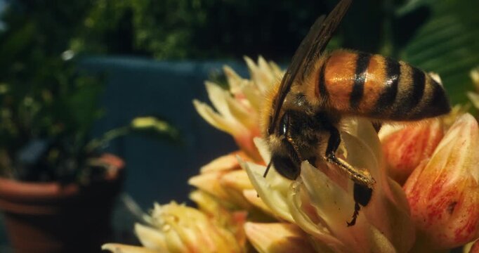 Closeup shot following bumblebee across yellow spring flower in slow motion