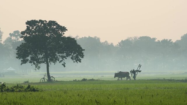 Bogura, Bangladesh - 16 May 2026: View of a farmer walking with oxen through a misty green field next to a large tree and a bicycle during a foggy morning.