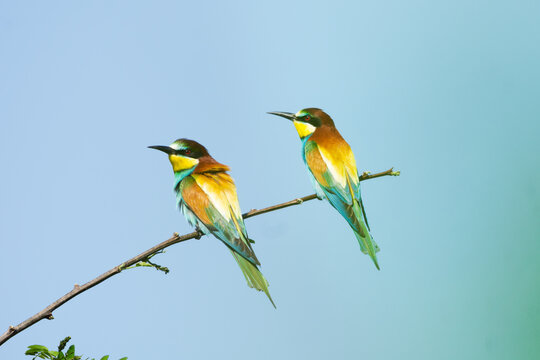Aerial view of two colorful European bee-eaters perched on a thin branch against a clear blue sky at the Binansky sprasovy profil in Bina, Nitra Region, Slovakia.