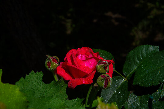 Photographic work of water droplets on red roses and buds wet in the rain.
