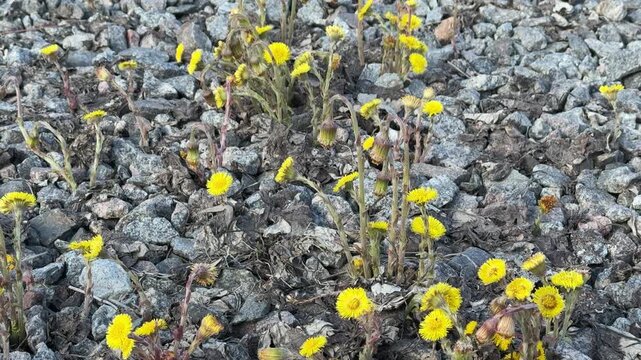 Yellow mother and stepmother flowers on rubble, sunny construction site closeup showing tiny blooms pushing through gravel and dry