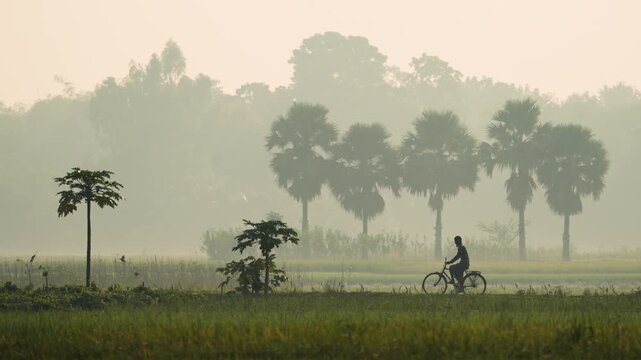 Bogura, Bangladesh - 16 May 2026: View of a man riding a bicycle on a rural path through lush green fields with palm trees under a misty morning sky.