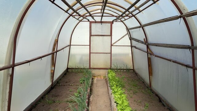 Young lettuce green onions in greenhouse, narrow soil beds beside central path under arched polycarbonate tunnel, rusted metal