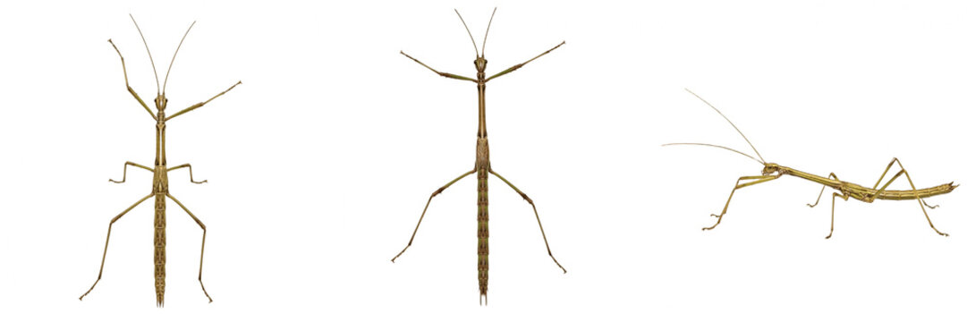Set of Three Stick Insects Isolated on White Background - High-Resolution Transparent PNG Collection of Phasmatodea for Nature, Biology Education, Entomology, and Creative Design Projects