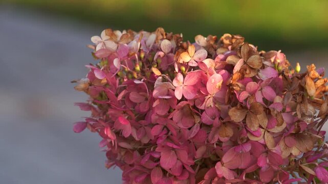 Soft pink hydrangea flowers illuminated by warm golden sunlight with delicate petals and creamy bokeh background creating elegant cinematic 4K botanical nature atmosphere