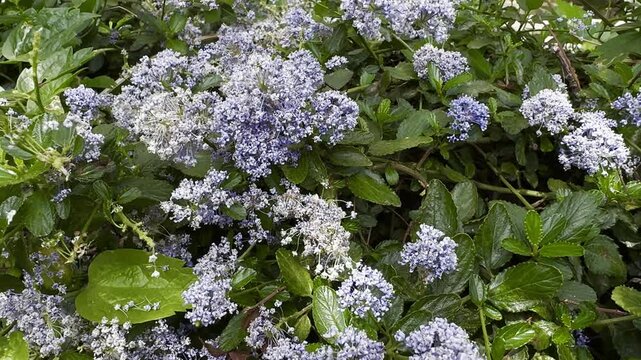 California lilac (ceanothus) blooming in spring in London, with vibrant blue flowers in a garden setting.