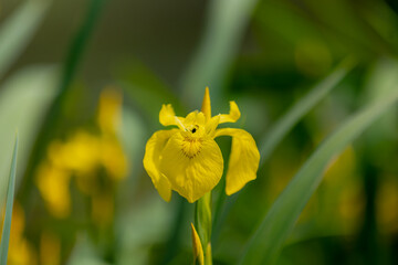 Fototapeta premium Selective focus of yellow flower with green leaves growing along the river shore, Iris pseudacorus or water flag is a species of flowering plant in the family Iridaceae, Natural floral background.