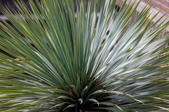 Selective focus green leaves of Beaked yucca plant in the garden, Yucca rostrata is a tree-like plant belonging to the genus Yucca, Flowering plants in family Asparagaceae, Nature greenery background