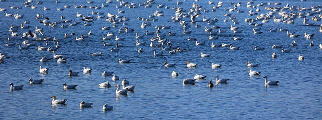 Snow geese migration.  During spring migration, large flocks of snow geese fly very high along narrow corridors, more than 3000 miles from traditional wintering areas to the tundra. © Daniel Meunier
