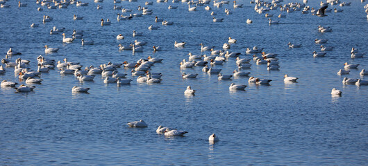 Snow geese migration.  During spring migration, large flocks of snow geese fly very high along narrow corridors, more than 3000 miles from traditional wintering areas to the tundra. © Daniel Meunier