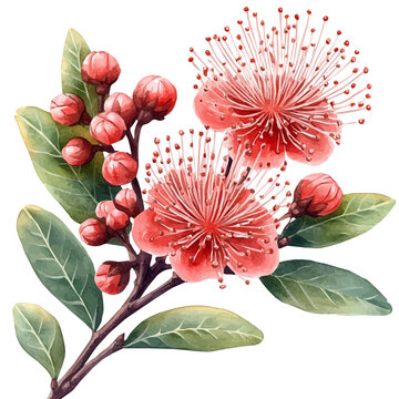 Calliandra Flower, detailed watercolor painting, isolated on a white background.