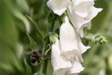 Bumblebee pollinating foxglove in a british garden © Rachel