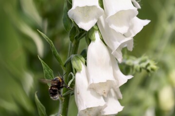 Bumblebee pollinating foxglove in a british garden © Rachel