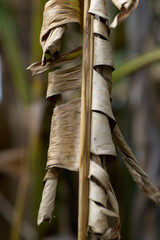 Obraz premium Close-up of a dried plant stem with tattered leaves, highlighting weathered texture, natural tones, and rustic detail against a soft blurred backdrop